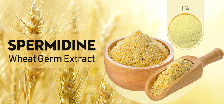 亚精胺激活细胞自噬